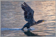 Double-crested Cormorant