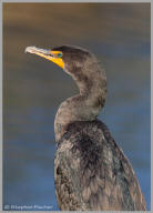 Double-crested Cormorant