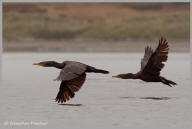 Double-crested Cormorant