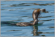 Double-crested Cormorant