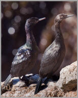 Pelagic cormorant