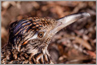 Greater roadrunner