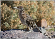 Greater roadrunner