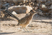 greater roadrunner