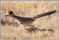 Greater roadrunner