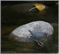 American Dipper