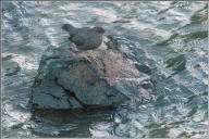 American dipper