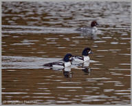 Barrow's Goldeneye