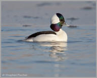 Bufflehead