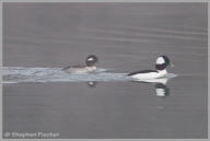 Bufflehead duck