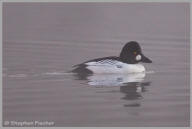 Common Goldeneye