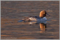 Common Goldeneye