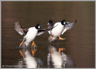 Common Goldeneye