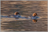 Common Goldeneye