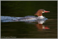 Common Merganser