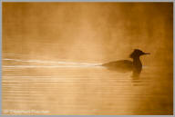 Common Merganser