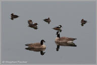 Hooded Merganser