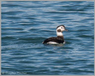 Long-tailed Duck
