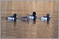 Ring-necked duck