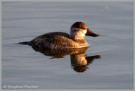 Ruddy Duck