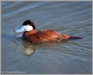 Ruddy Duck