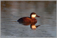 Ruddy Duck