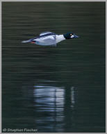 Common Goldeneye