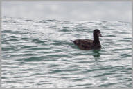 White-winged Scoter