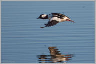 Bufflehead duck