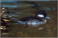 bufflehead duck