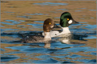 common goldeneye