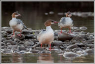 Common merganser