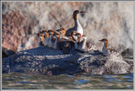 Common merganser