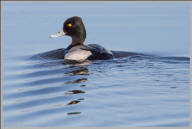 Lesser Scaup