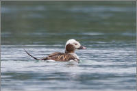 long-tailed duck