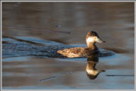 Tufted duck