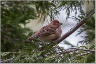 Cassin's finch