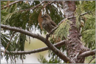 Cassin's finch