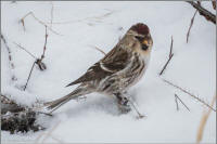 common redpoll