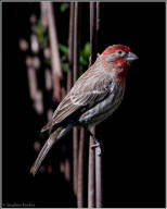 House finch