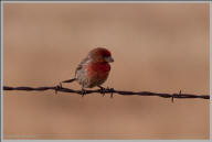 House finch