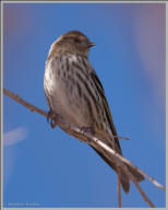 Pine Siskin