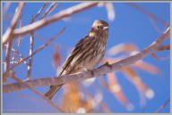 Pine Siskin