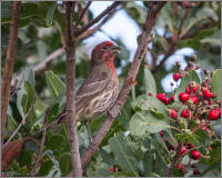 purple finch