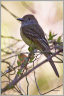 Ash-throated Flycatcher