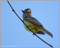 Ash-throated Flycatcher