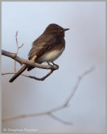 Black Phoebe