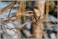 Eastern Phoebe