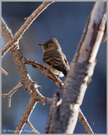 Pacific-slope Flycatcher