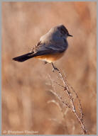 Say's Phoebe